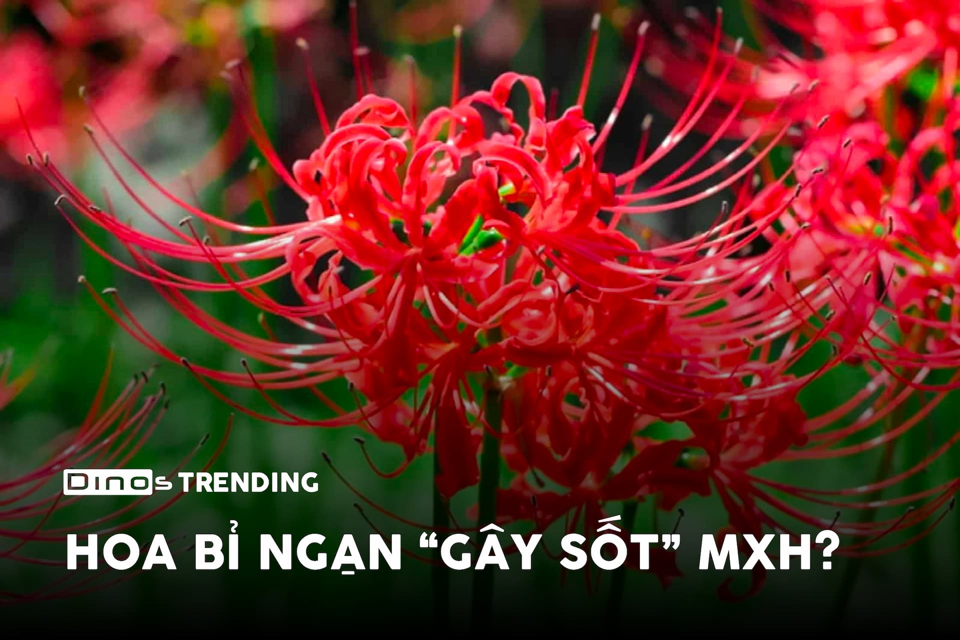 Trend hoa bỉ ngạn có nghĩa gì mà đang viral trên mạng xã hội